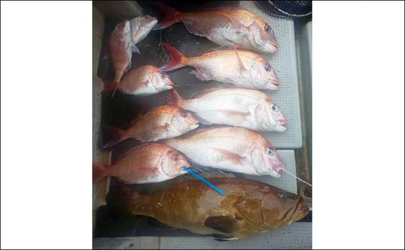 【沖釣り最新釣果】平戸沖ライトジギングでカンパチ入れ食い!(長崎・佐賀)
