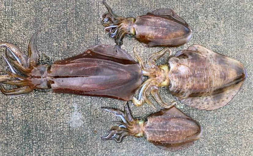 堤防でのヤエン釣りで2.25kg筆頭に良型アオリイカが連発【福井】連続バラしは猛省