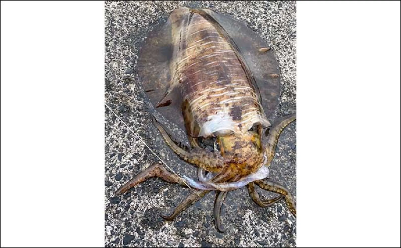 堤防でのヤエン釣りで2.25kg筆頭に良型アオリイカが連発【福井】連続バラしは猛省