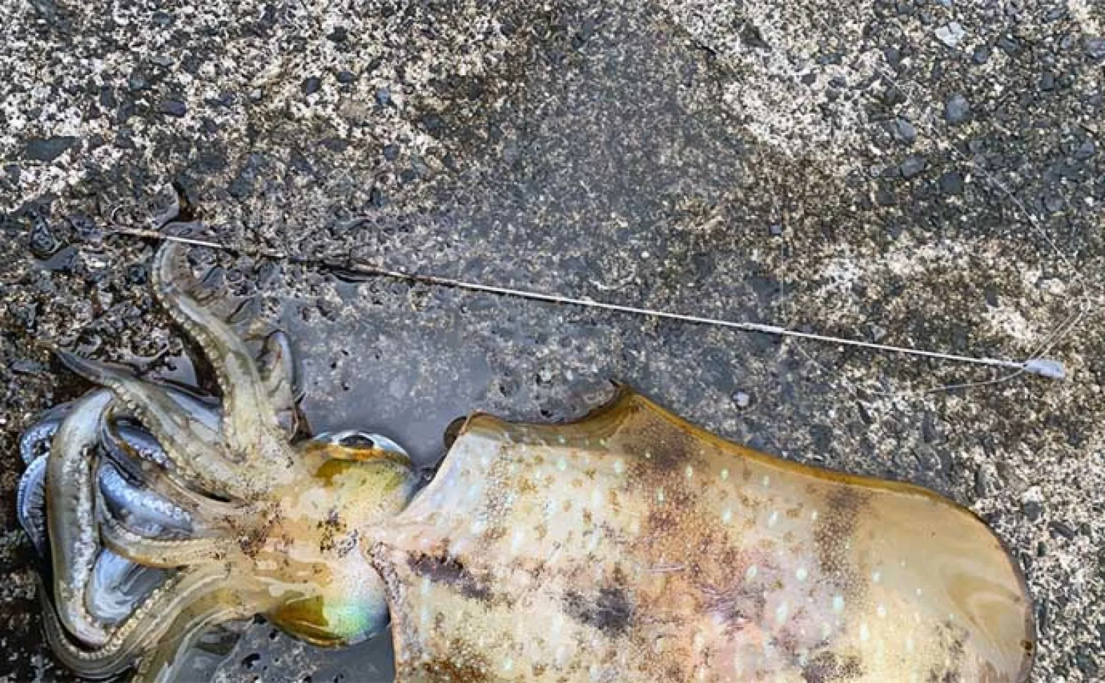 堤防でのヤエン釣りで2.25kg筆頭に良型アオリイカが連発【福井】連続バラしは猛省