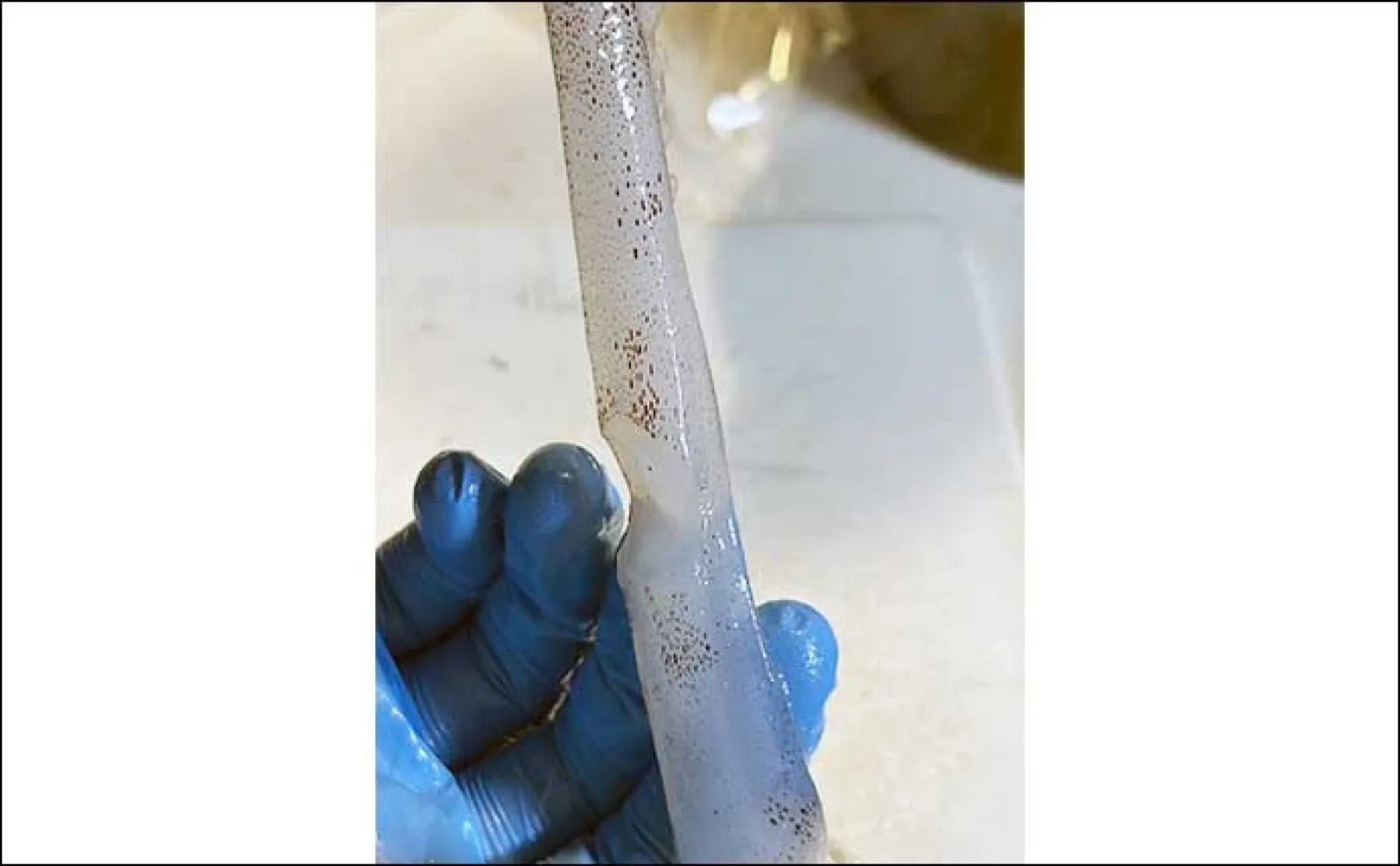 堤防でのヤエン釣りで2.25kg筆頭に良型アオリイカが連発【福井】連続バラしは猛省
