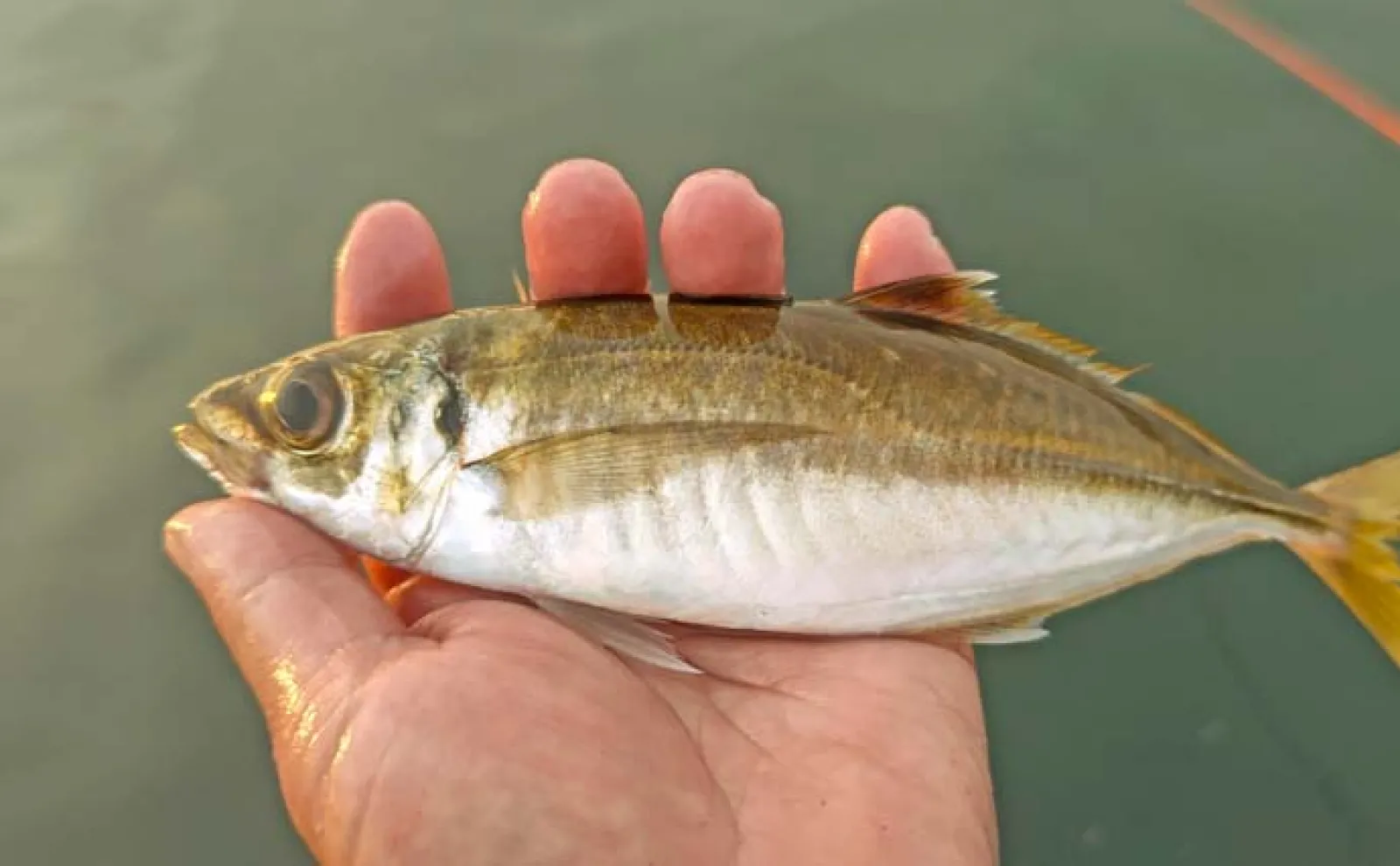 相浜港でのサビキ釣りでイワシ80尾とアジ3尾をキャッチ【千葉】アジは夕マヅメに回遊