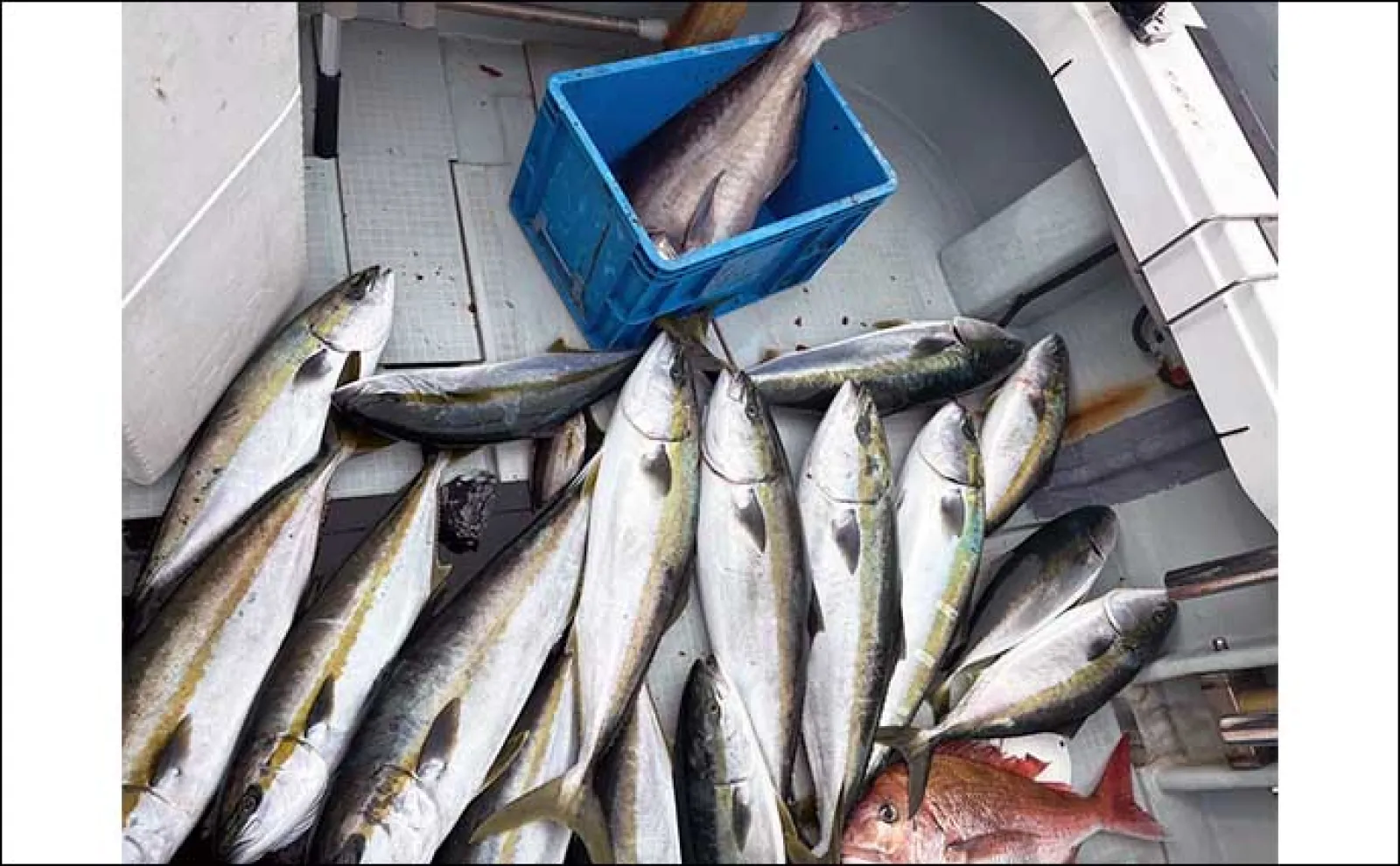 【沖釣り釣果速報】ジギングで良型マダイにブリが好ヒット中!(福井)