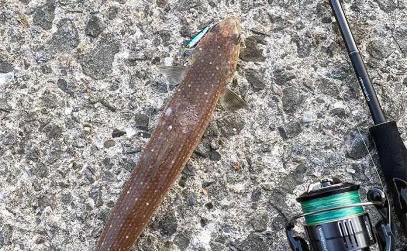夏は堤防からメタルジグで小型魚を狙おう　ジグサビキ活用で狙える魚種もアップ