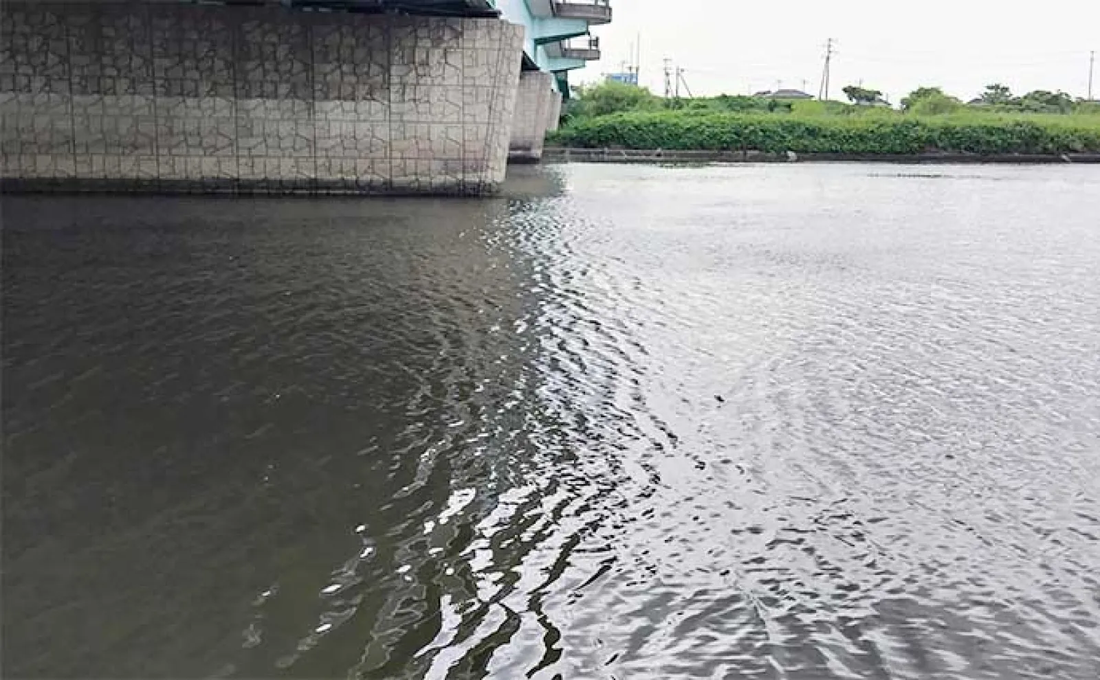 「ベイト多過ぎ!」ルアーシーバス釣行で60cm級手中【養老川・千葉】小型バイブレーションで攻略