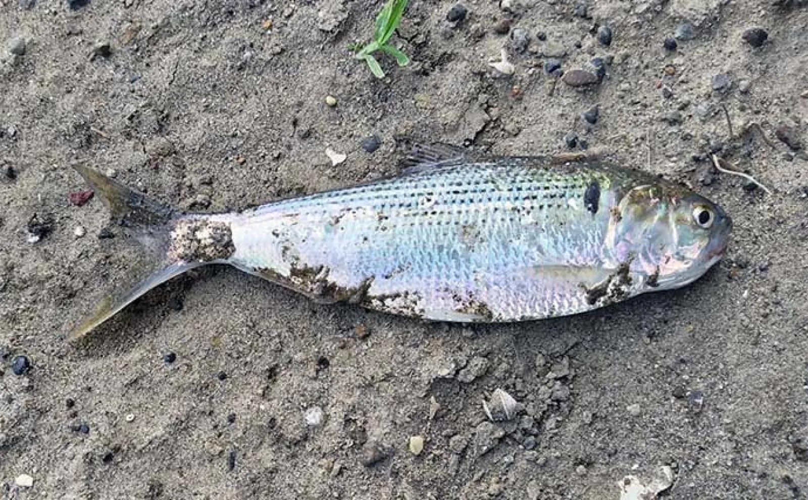 「ベイト多過ぎ!」ルアーシーバス釣行で60cm級手中【養老川・千葉】小型バイブレーションで攻略
