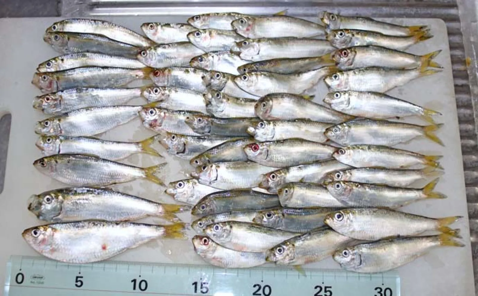千葉港でのサビキ釣りでサッパ53尾をキャッチ 夕マヅメに連続ヒット!