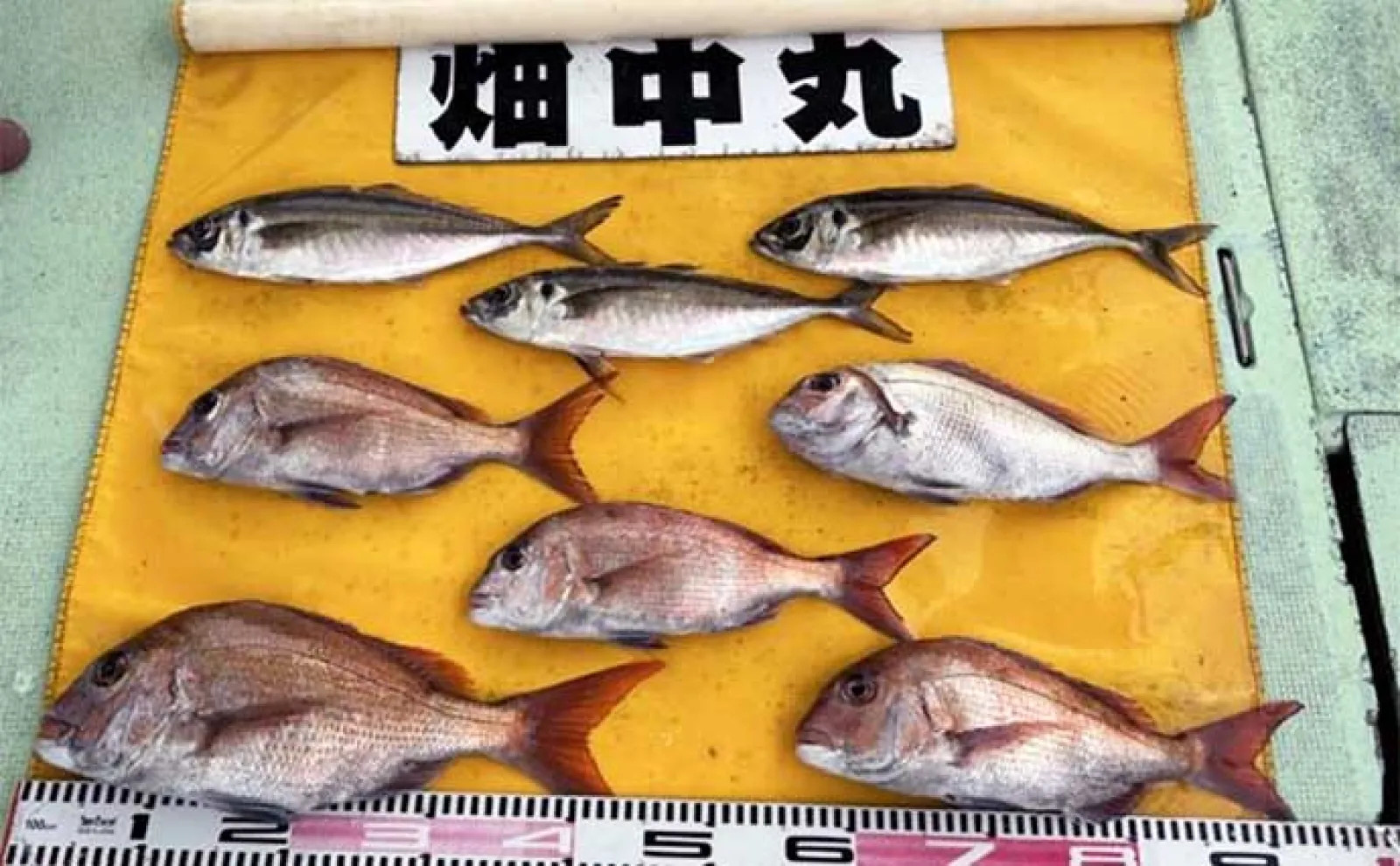 関西エリアの【船釣り特選釣果】 丹後半島のイカメタル便でシロイカ大漁!
