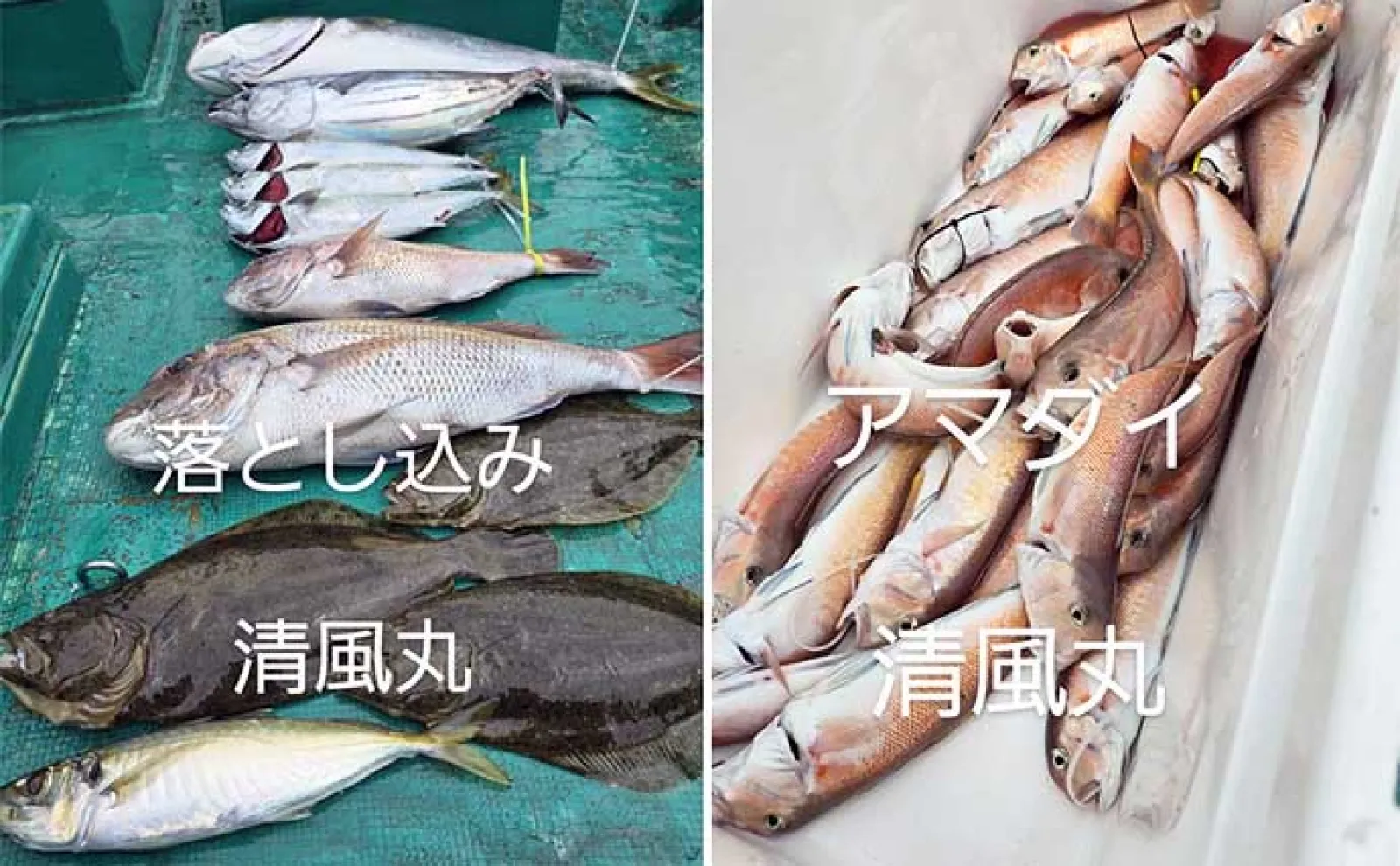 関西エリアの【船釣り特選釣果】 丹後半島のイカメタル便でシロイカ大漁!