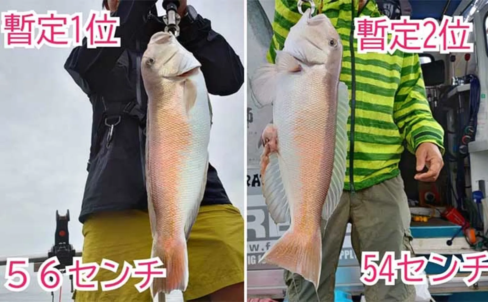 関西エリアの【船釣り特選釣果】 丹後半島のイカメタル便でシロイカ大漁!
