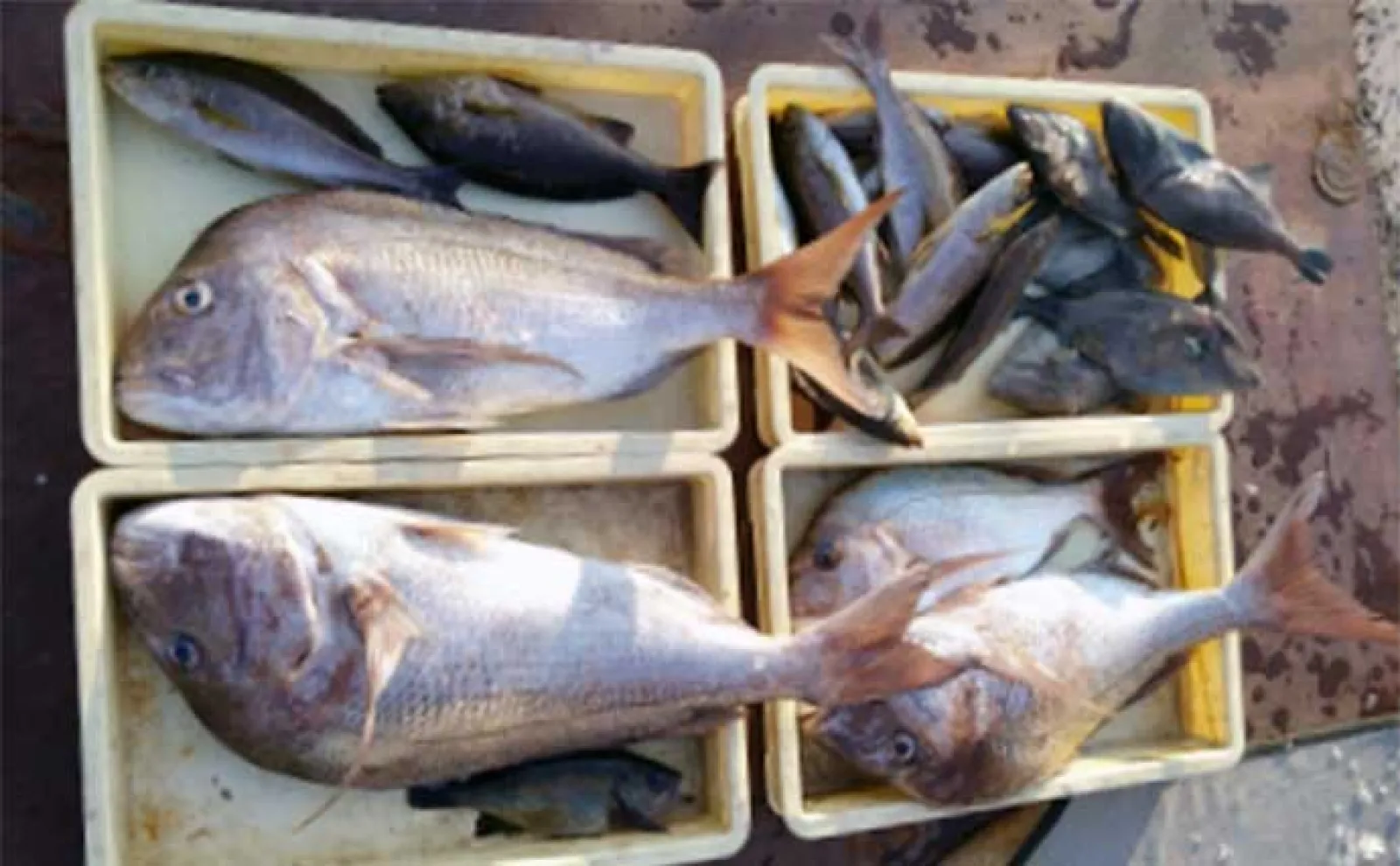 関西エリアの【船釣り特選釣果】 丹後半島のイカメタル便でシロイカ大漁!