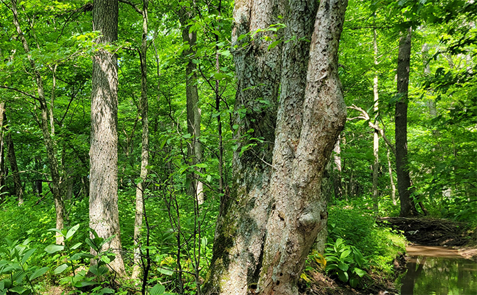 夏場の渓流釣りは上流域を目指そう！」ルアーで25cm級イワナと対面