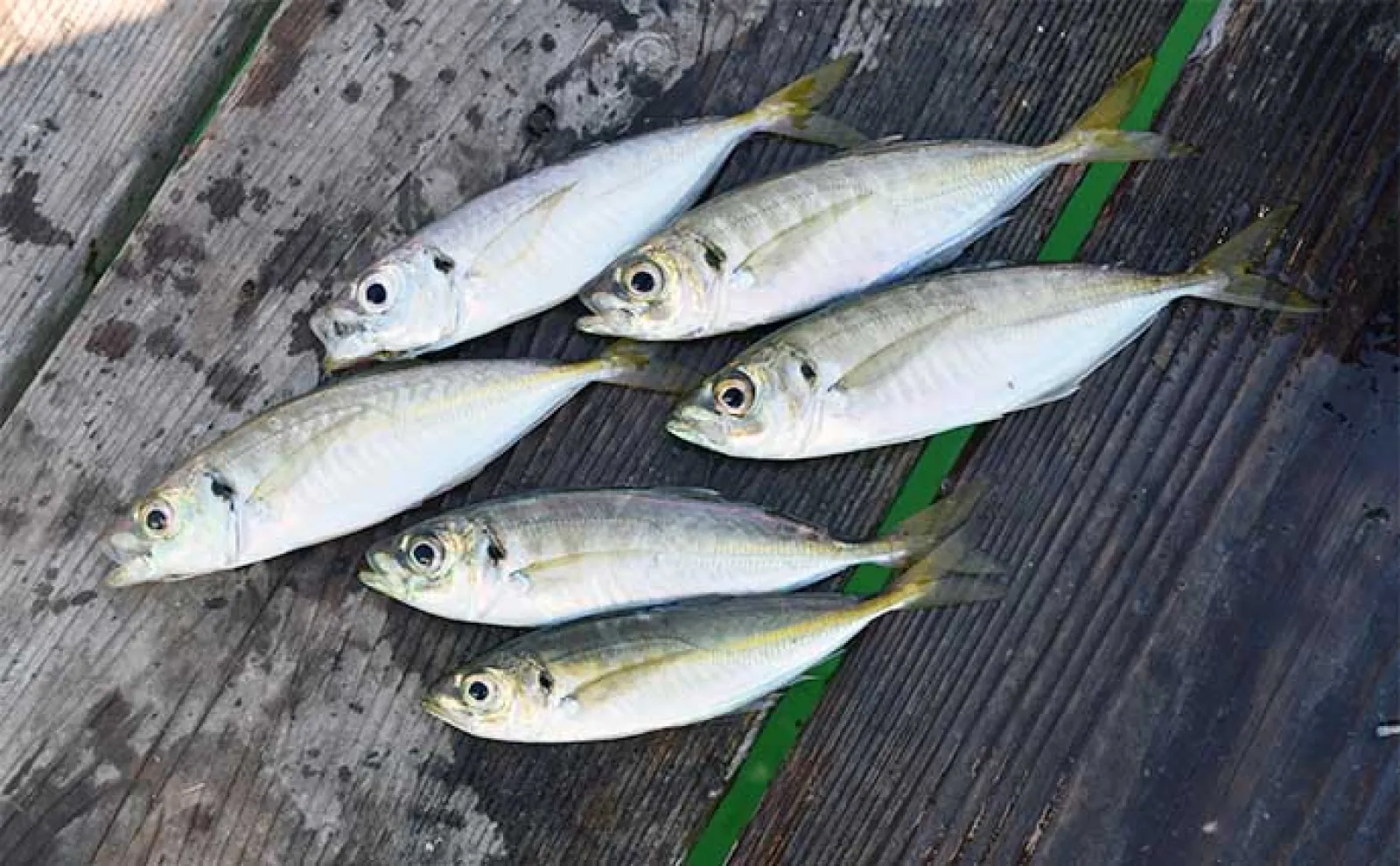 イカダでファミリーフィッシングを楽しもう!【魅力・釣れる魚・道具・釣り方を解説】