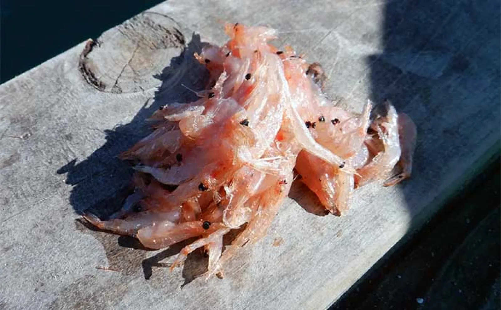 イカダでファミリーフィッシングを楽しもう!【魅力・釣れる魚・道具・釣り方を解説】