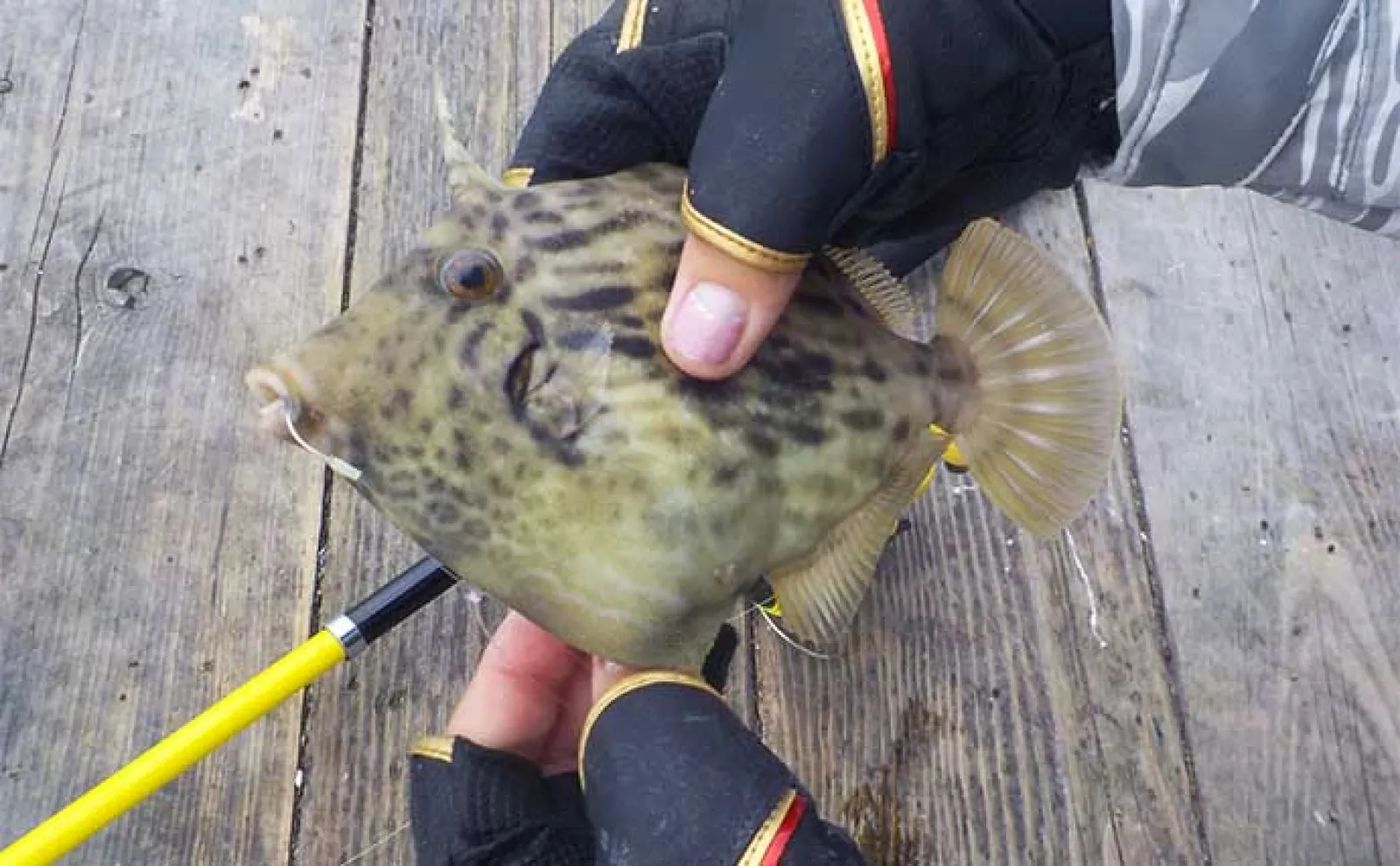 イカダでファミリーフィッシングを楽しもう!【魅力・釣れる魚・道具・釣り方を解説】