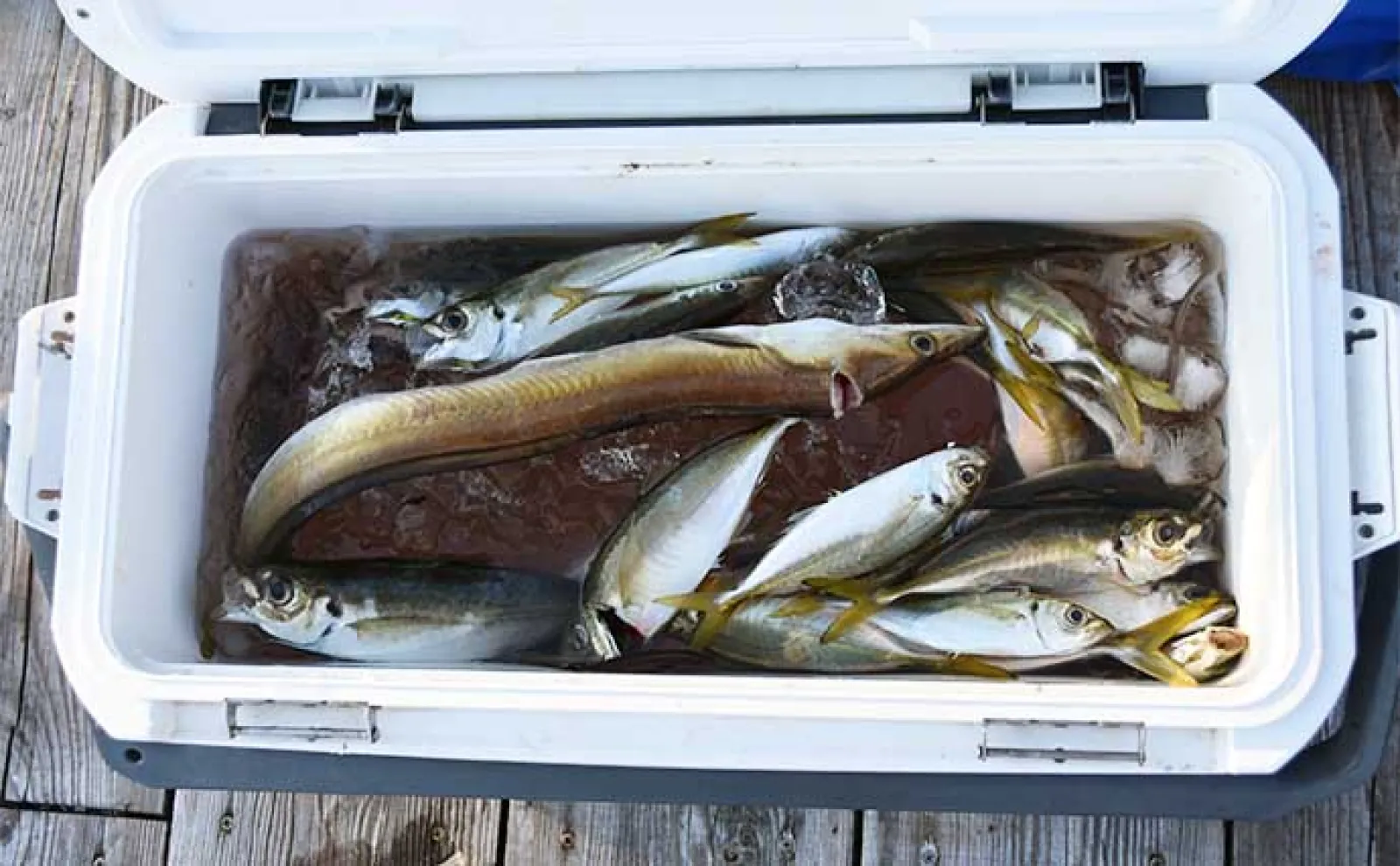 イカダでファミリーフィッシングを楽しもう!【魅力・釣れる魚・道具・釣り方を解説】