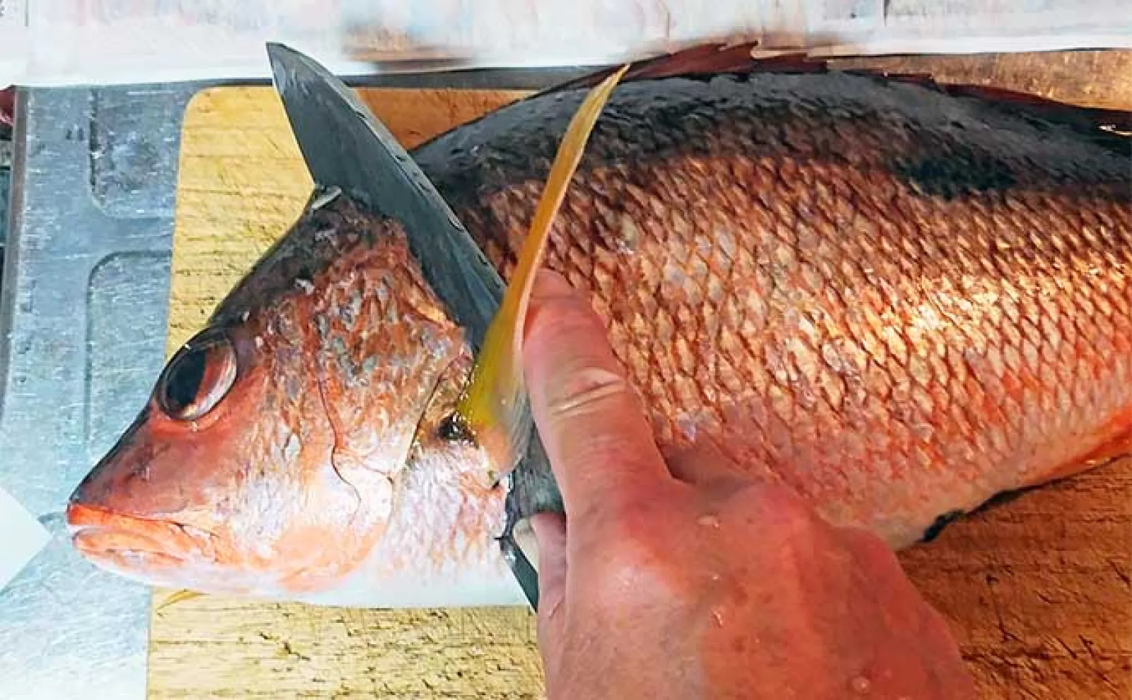 釣魚で作る「ご飯のおかず」レシピ:シブダイの漬け ライトに漬けて上品に仕上げる