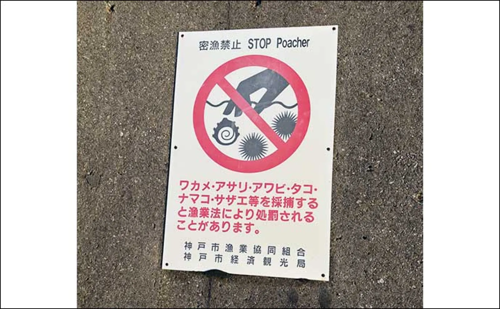 釣りをする前に知っておくべき【漁業法と密猟規定】を解説　最大3000万円の罰金刑の可能性も