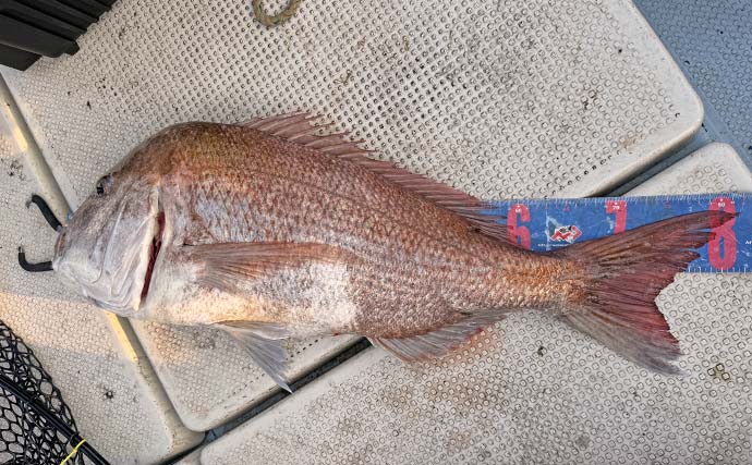 SLJ釣行で35cm良型イサキを手中【佐賀・遊漁船SUN】船中80cmマダイも