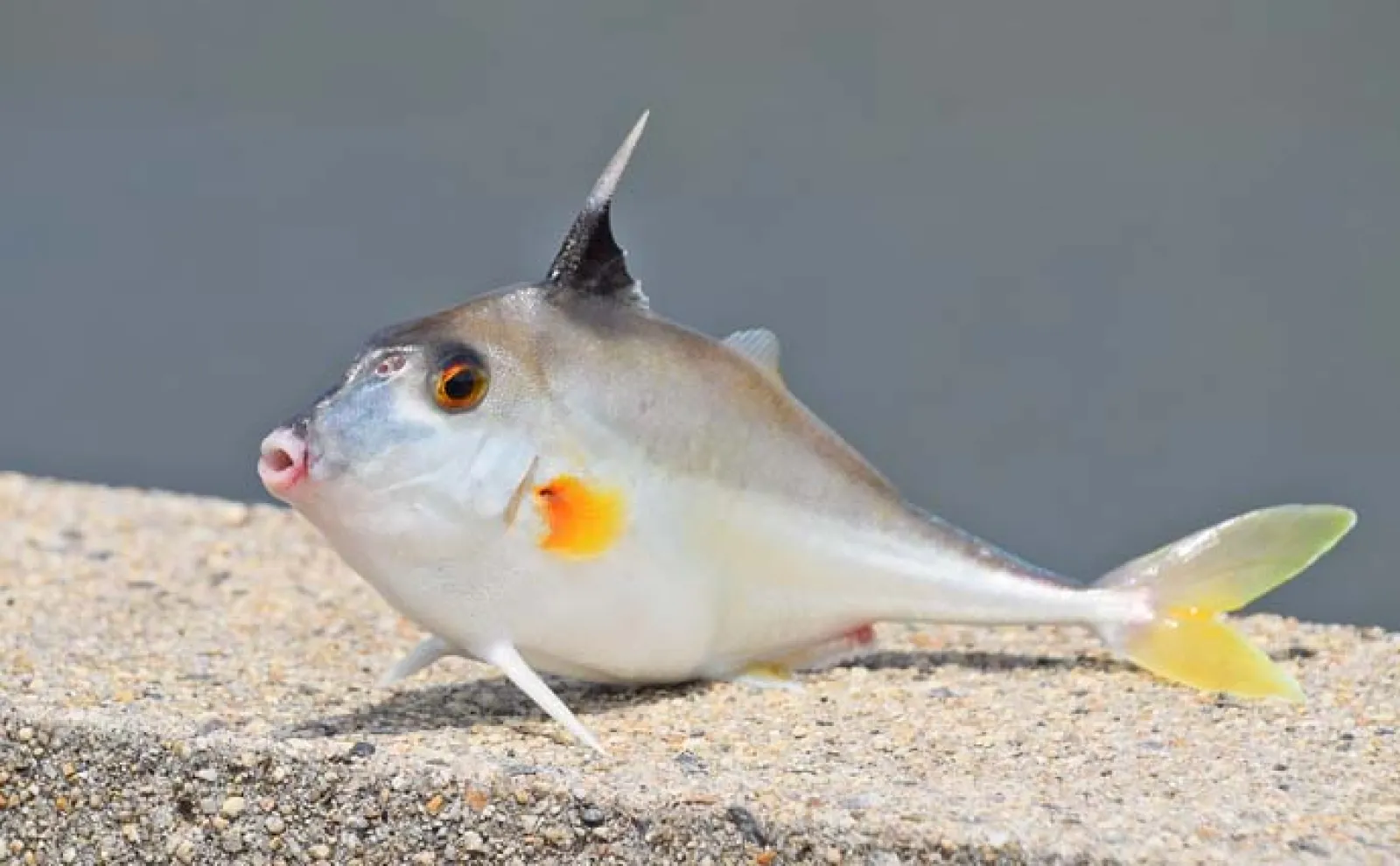 「碧南海釣り公園」でのサビキ&ちょい投げ釣りでサッパにキスなど多彩魚種手中【愛知】