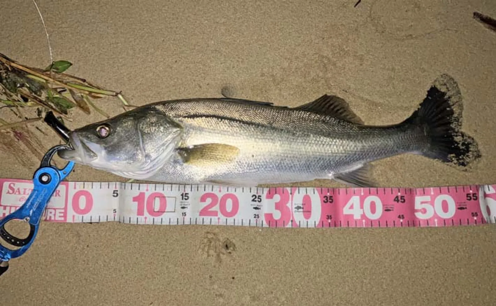 陸っぱりナイトルアーシーバス釣行で55cm本命【福岡・西戸崎護岸】水面