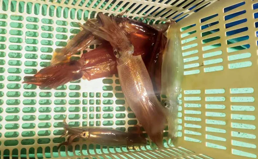 大洗沖の夜マルイカ釣りでトップ10尾【茨城・かもめ丸】40cm級スルメイカも顔見せ