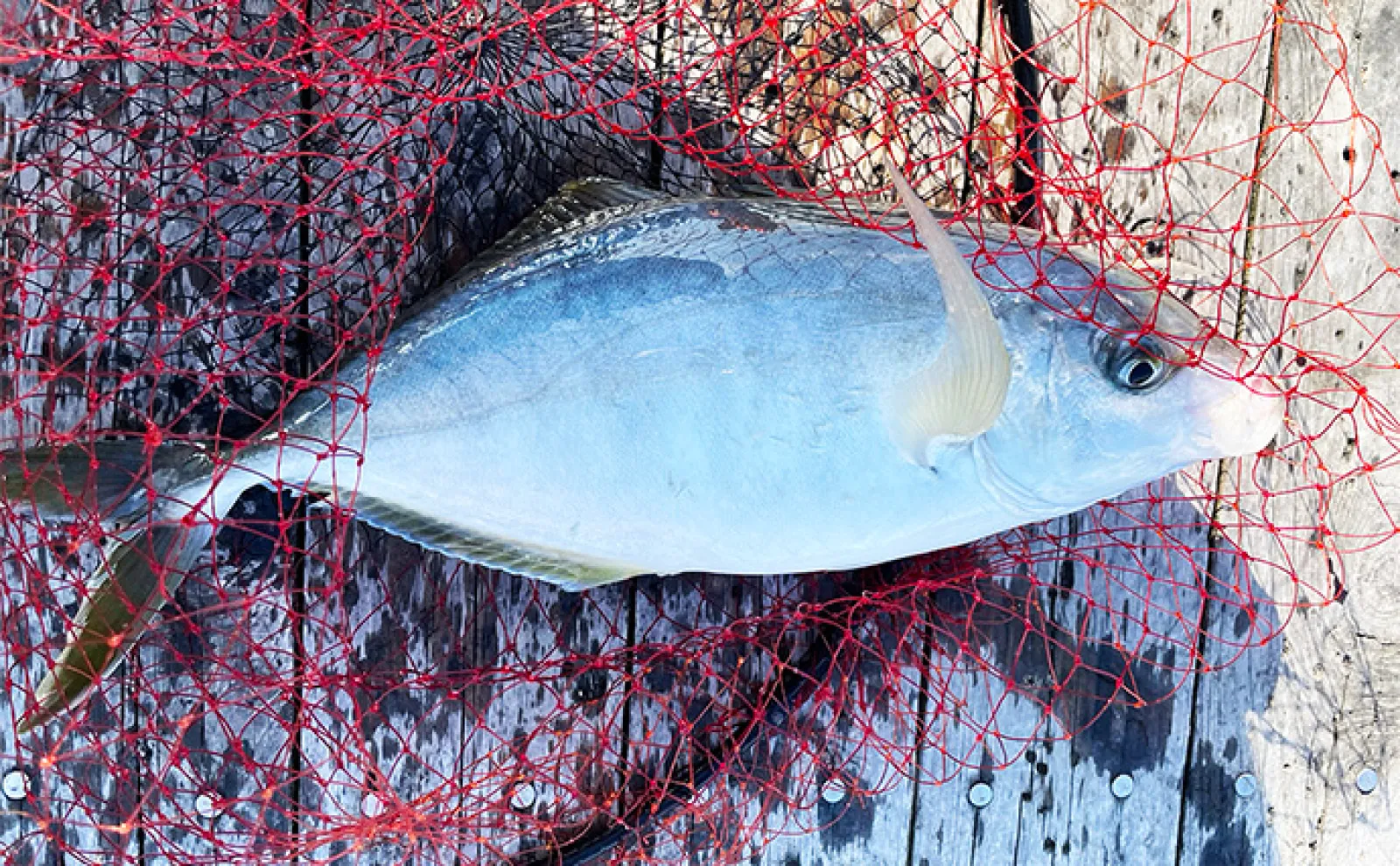 海上釣り堀で美味魚シマアジをキャッチ【三重・傳八屋】釣れない時のひと工夫とは?