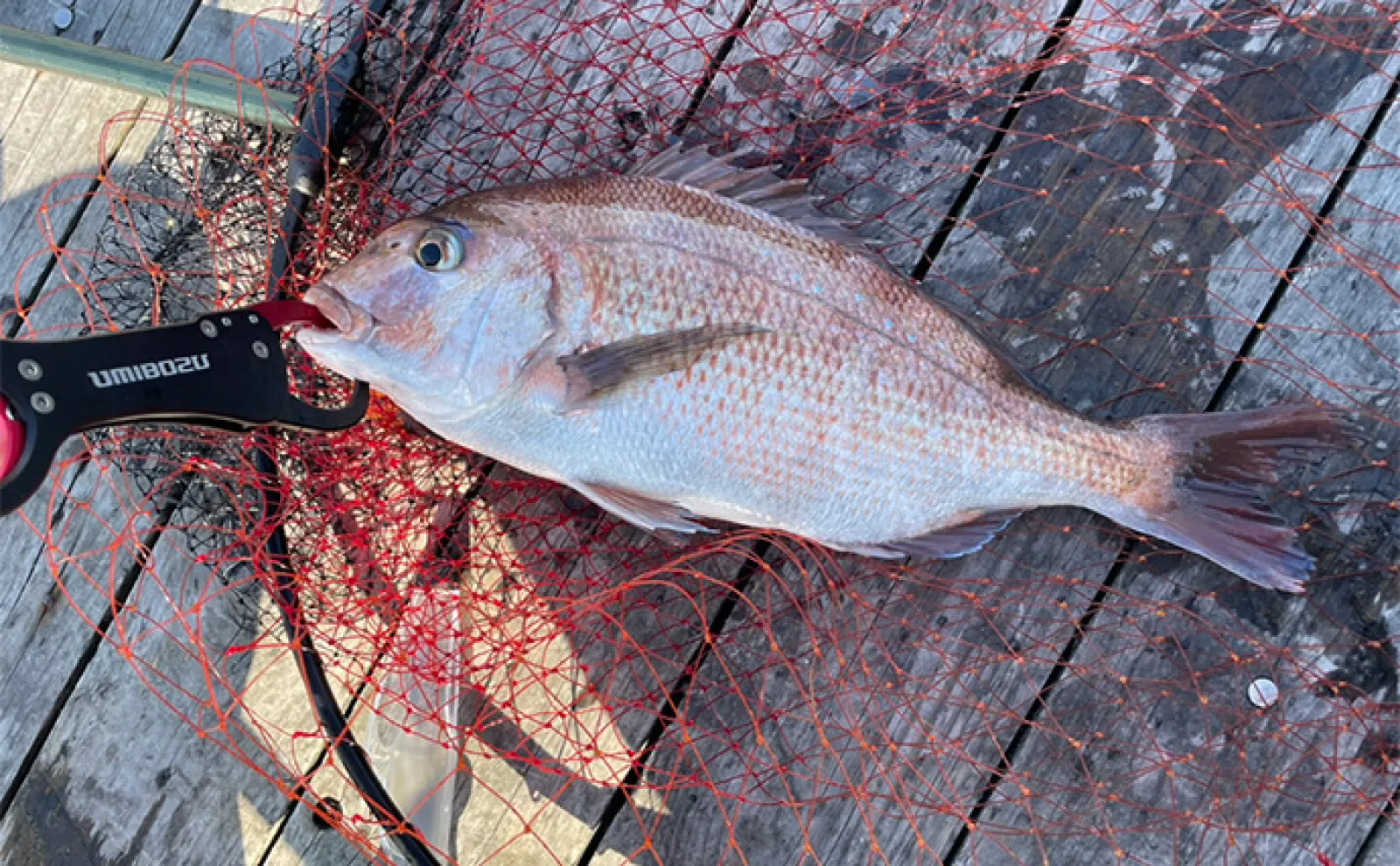 海上釣り堀で美味魚シマアジをキャッチ【三重・傳八屋】釣れない時のひと工夫とは?