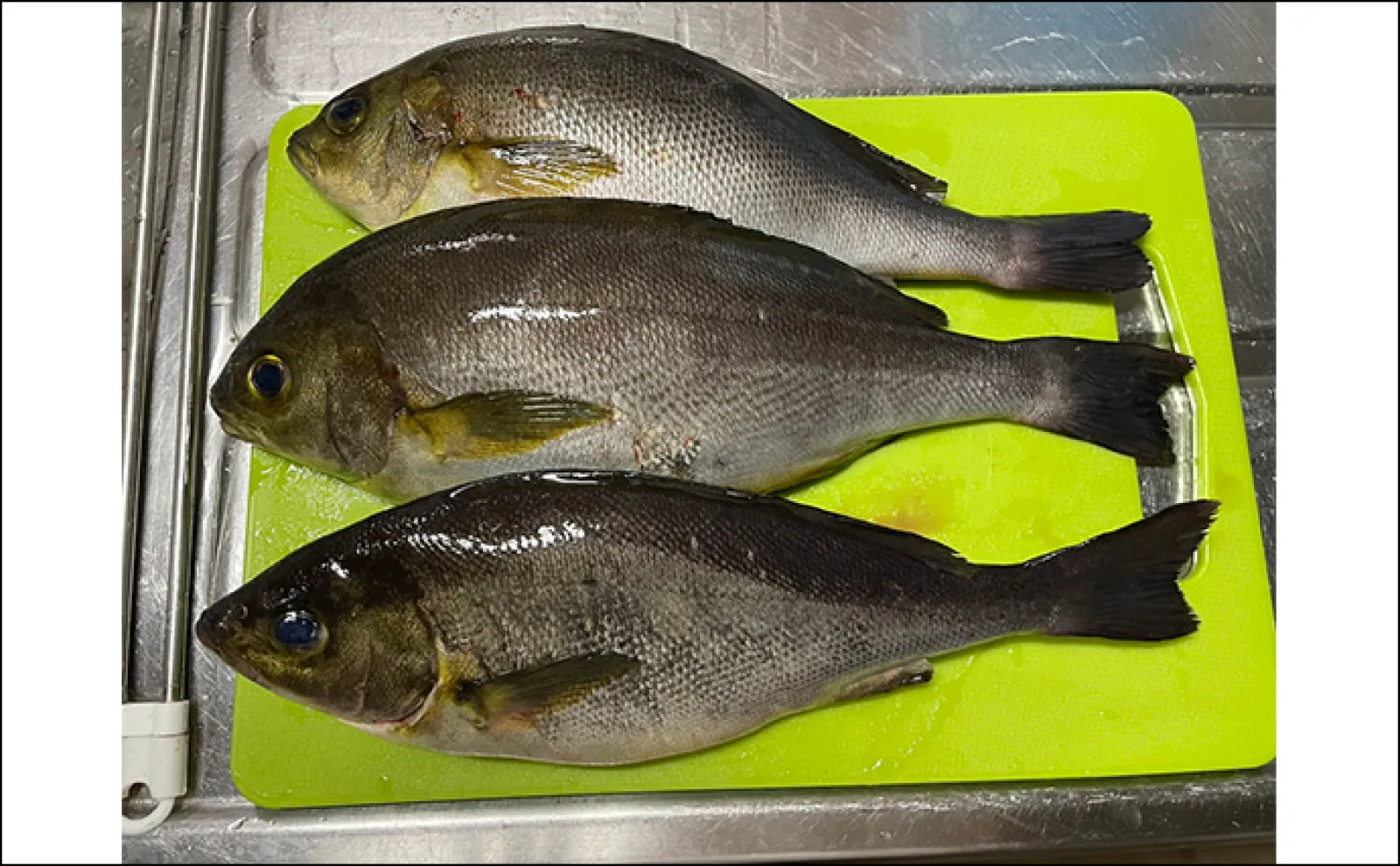 海上釣り堀で美味魚シマアジをキャッチ【三重・傳八屋】釣れない時のひと工夫とは?