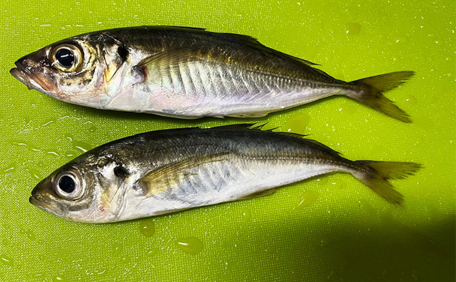 海上釣り堀で美味魚シマアジをキャッチ【三重・傳八屋】釣れない時のひと工夫とは?