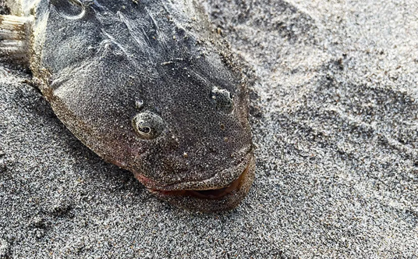 サーフでのウェーディングルアー釣行で60cm級マゴチをキャッチ【秋田南部】ミノーにヒット