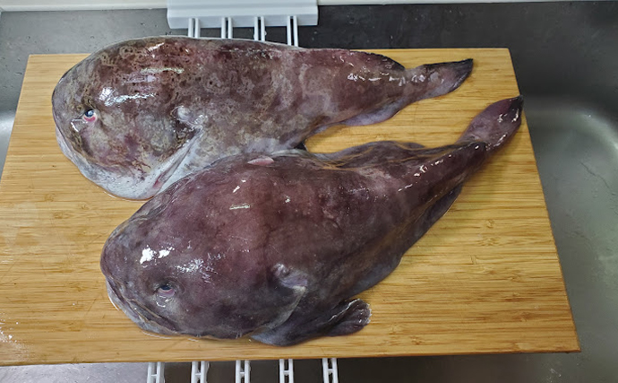 世界一ブサイクな魚に認定された『ニュウドウカジカ』 お味はコクが