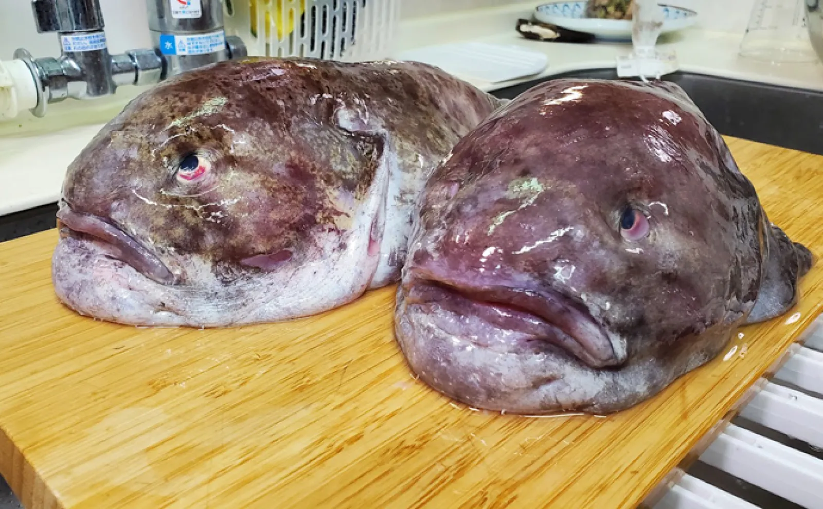 世界一ブサイクな魚に認定された『ニュウドウカジカ』 お味はコクが