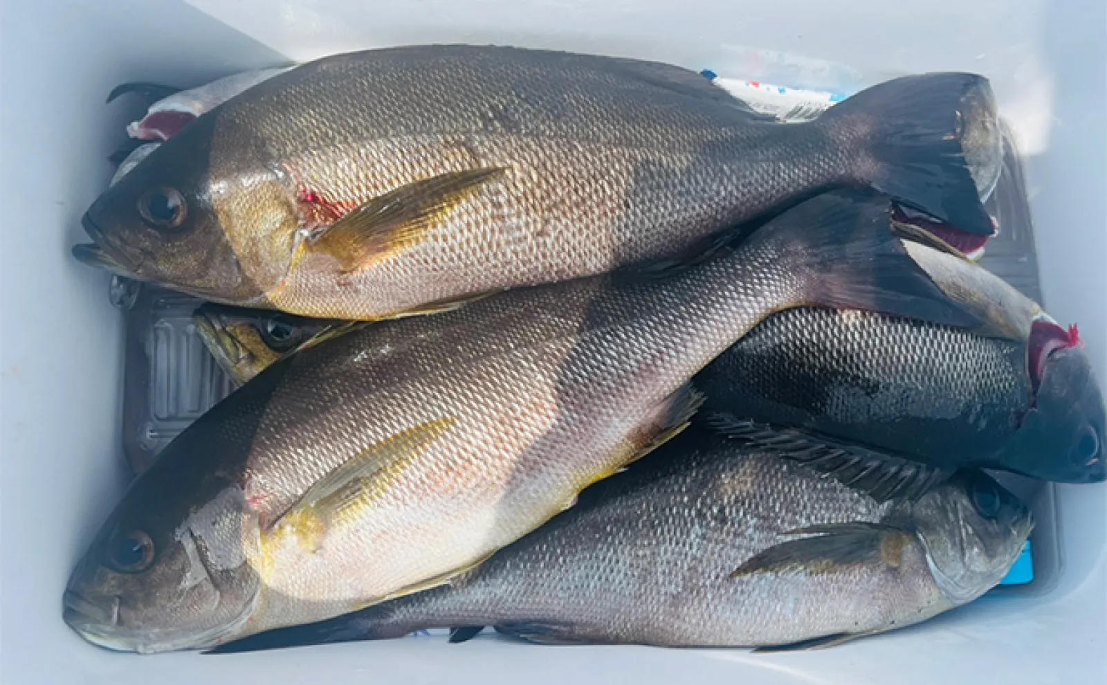 沖磯フカセ釣りで40cm超イサキとクロ手中【長崎・宮之浦】クロキツネザルのお陰?