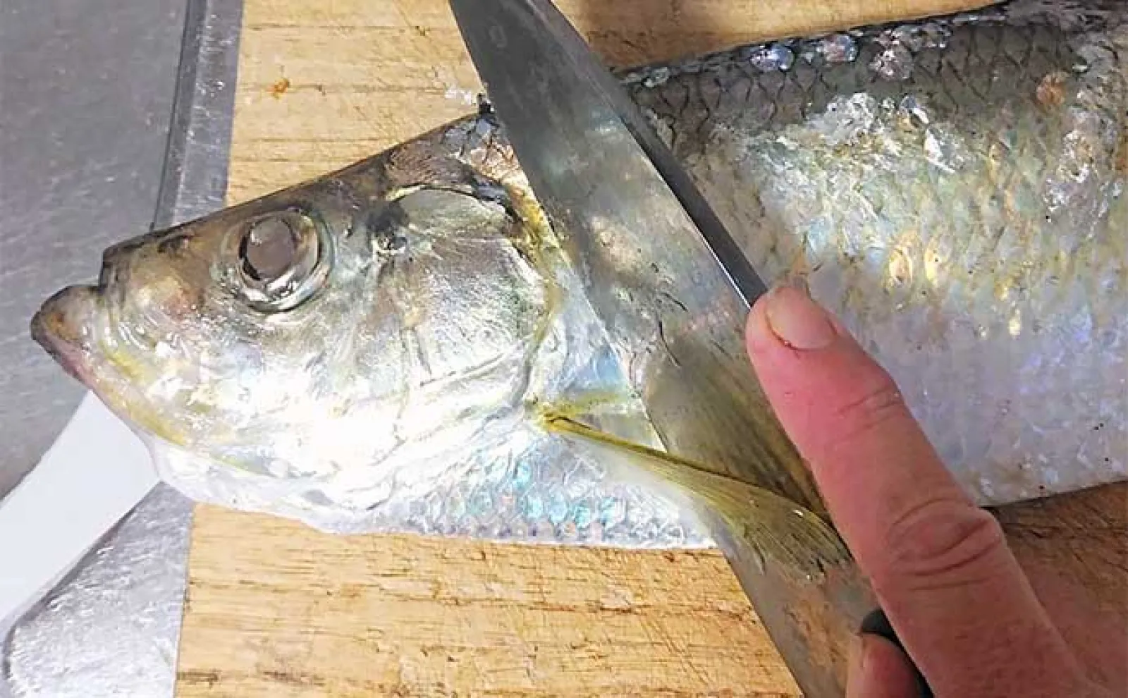 釣った魚で作る「カルシウム満点」レシピ:ヒラのバター焼き 骨切りが大事