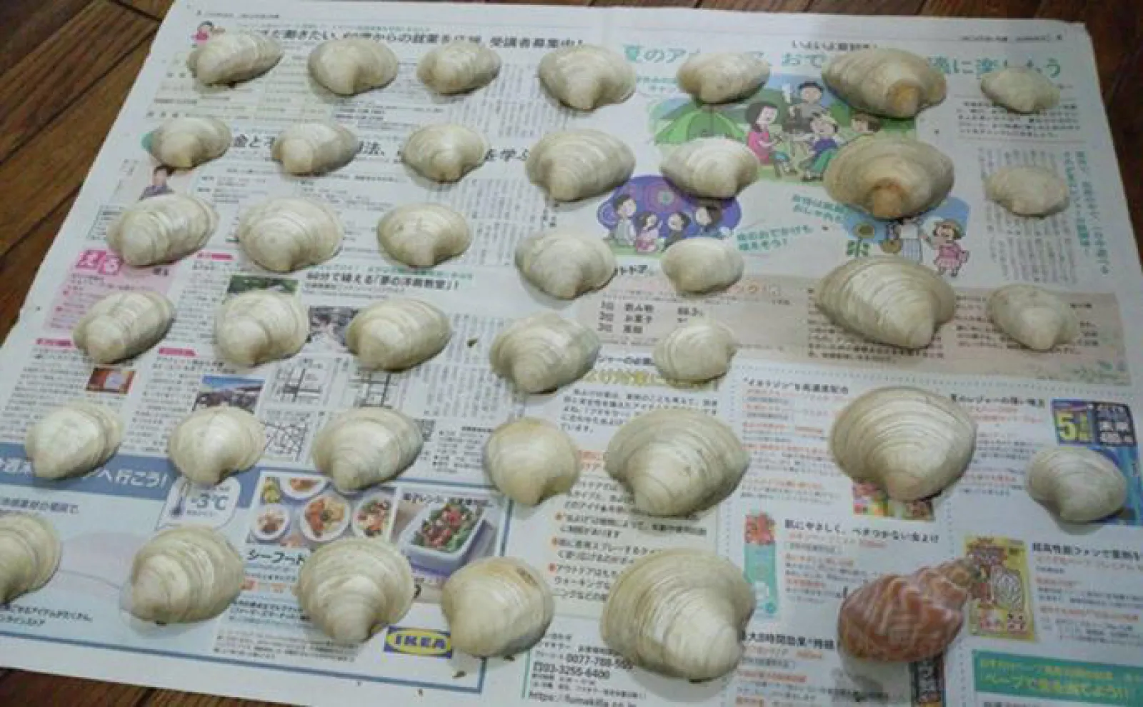 夏休みの自由課題で【ホンビノス貝の貝殻で風鈴を作成してみた】 キモは電動ドリル?