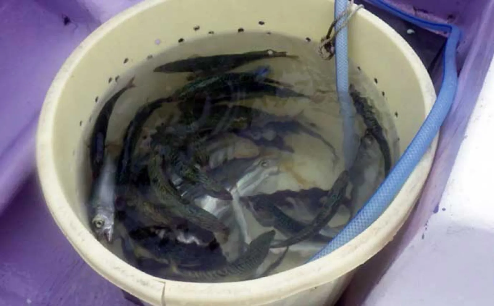 小名浜沖のヒラメ釣りシーズンが開幕!【第十五隆栄丸】7.2kgの大型本命が浮上