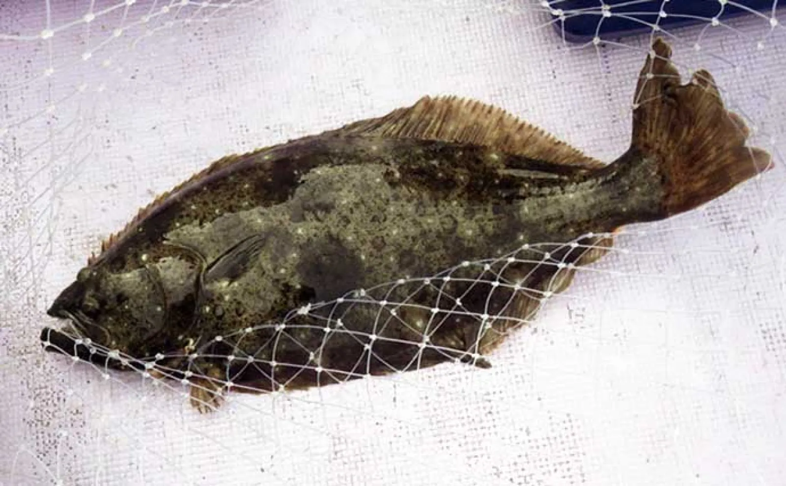 小名浜沖のヒラメ釣りシーズンが開幕!【第十五隆栄丸】7.2kgの大型本命が浮上