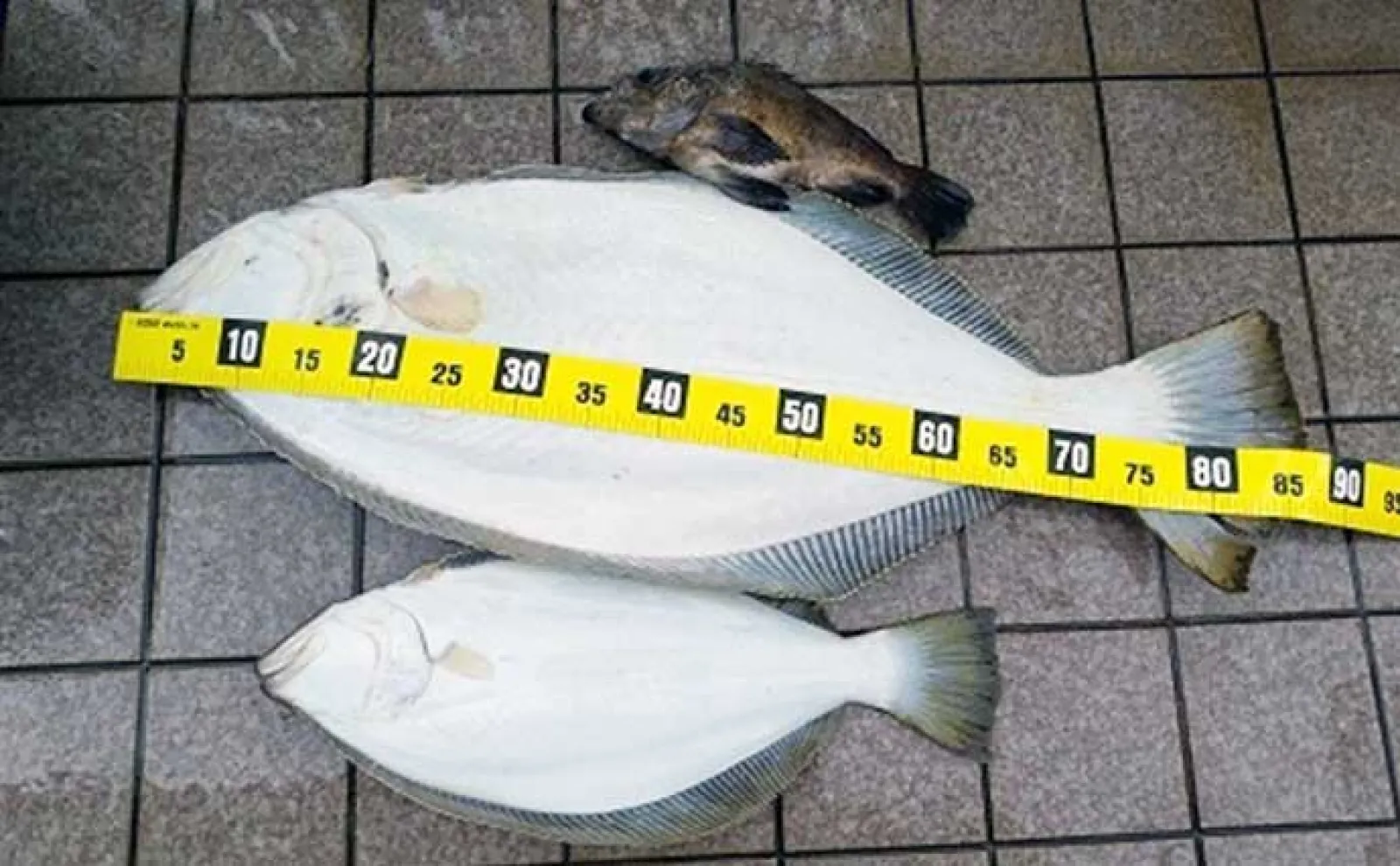 小名浜沖のヒラメ釣りシーズンが開幕!【第十五隆栄丸】7.2kgの大型本命が浮上