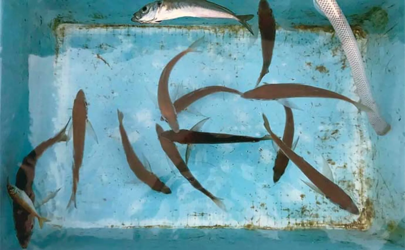 釣り好きパパにオススメ!子供と一緒に楽しむ夏休み自由研究【釣った魚の食べ比べ】