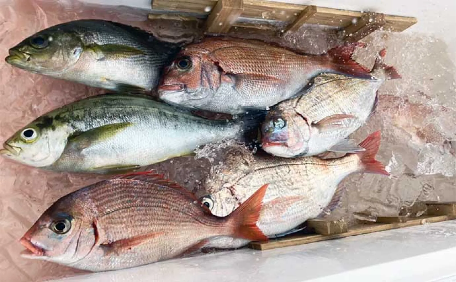 釣り好きパパにオススメ!子供と一緒に楽しむ夏休み自由研究【釣った魚の食べ比べ】