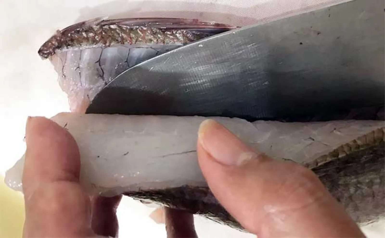 釣り好きパパにオススメ!子供と一緒に楽しむ夏休み自由研究【釣った魚の食べ比べ】