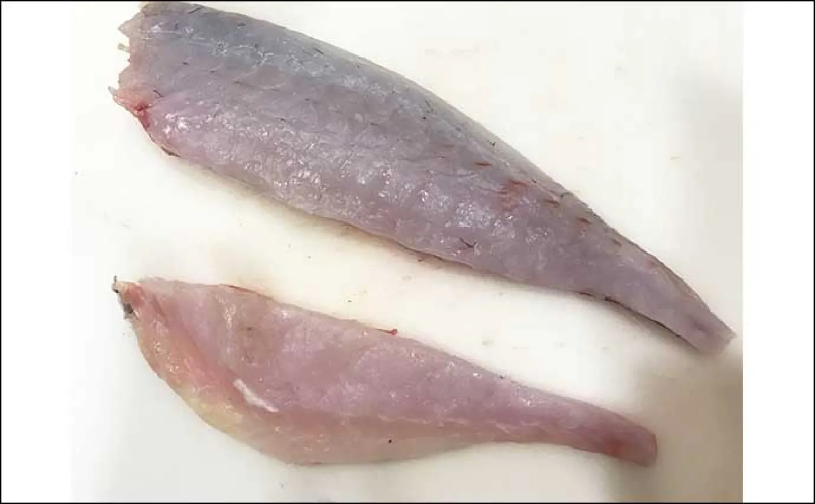 釣り好きパパにオススメ!子供と一緒に楽しむ夏休み自由研究【釣った魚の食べ比べ】