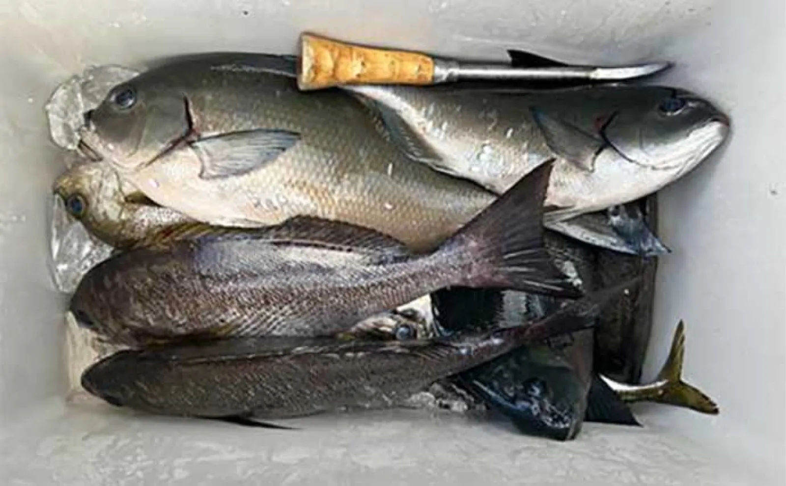 【船釣り釣果速報】イカ泳がせ釣りで10kg級クエをキャッチ(長崎・佐賀)