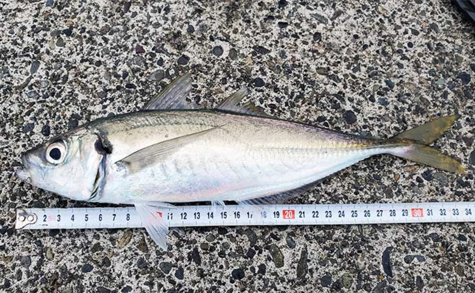 【直江津港第三東防波堤】8月の初心者向け釣り物3選 それぞれの釣り方も徹底解説
