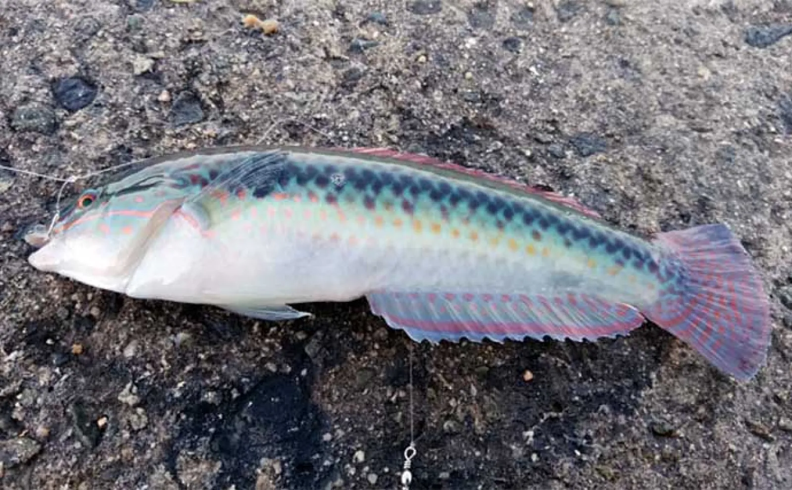 釣りで夏休み自由研究のススメ:胃袋を持たない「無胃魚」の不思議を調べてみよう