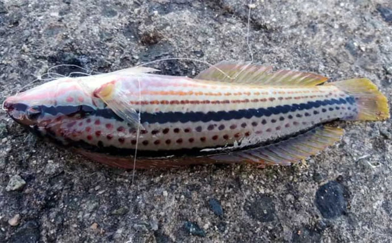 釣りで夏休み自由研究のススメ:胃袋を持たない「無胃魚」の不思議を調べてみよう