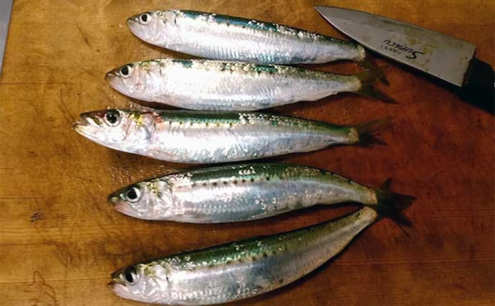 釣りで夏休み自由研究のススメ:胃袋を持たない「無胃魚」の不思議を調べてみよう