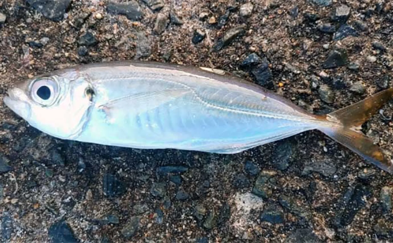 釣りで夏休み自由研究のススメ:胃袋を持たない「無胃魚」の不思議を調べてみよう