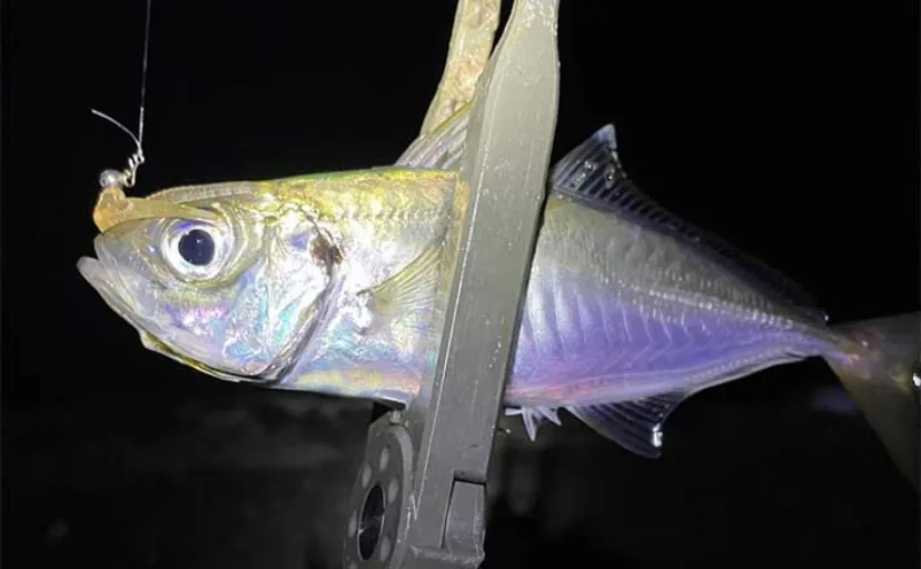 釣りをしながら自由研究のススメ：サビキ仕掛けで簡単に釣れる魚をあえてルアーで挑戦してみよう